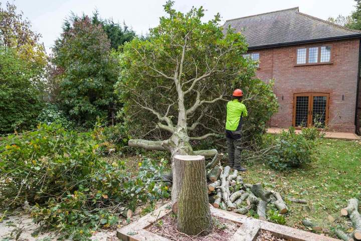 Abattage d'arbre Toulouse